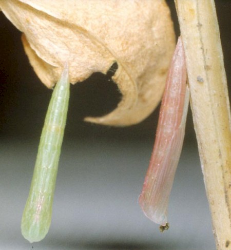 Dowdy Plume Stenoptilia zophodactylus