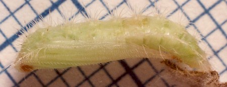 Dusky Plume Oidaematophorus lithodactyla