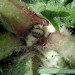 Larva on Inula conyzae • Portsmouth, Hampshire • © Ian Thirlwell