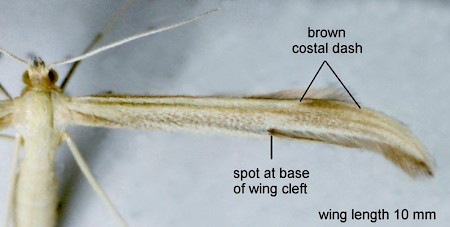 Small Goldenrod Plume Hellinsia osteodactylus