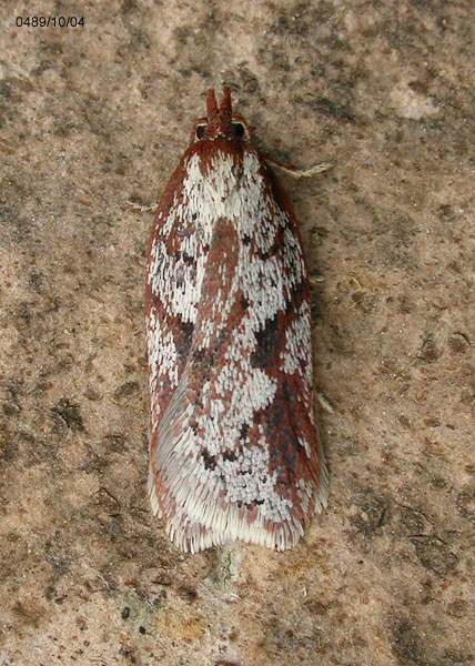Acleris hyemana
