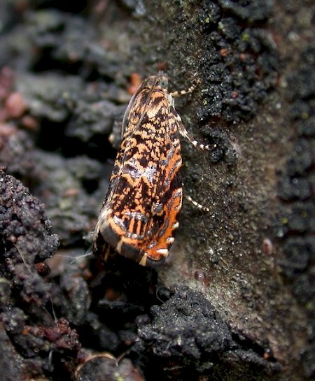 Cherry-bark Moth Enarmonia formosana