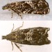 Female • Reared from larva in stem of Leucanthemum vulgare. Montgomeryshire. • © Ian Smith