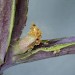 Larval feeding on Brassica oleracea • Dartmouth, South Devon • © Bob Heckford
