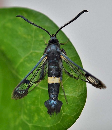 Large Red-belted Clearwing Synanthedon culiciformis