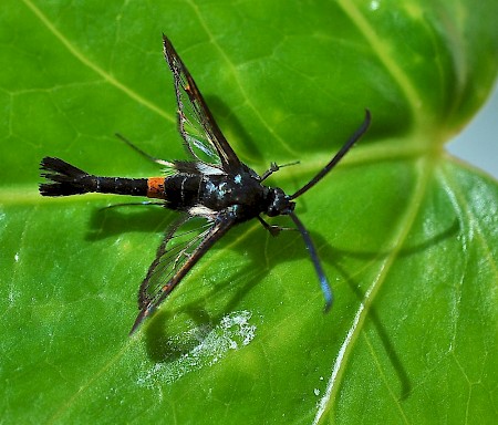 Red-belted Clearwing Synanthedon myopaeformis