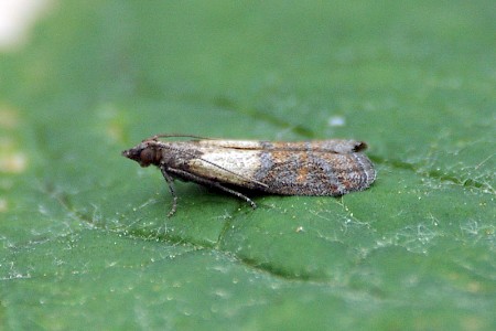 Indian Meal Moth Plodia interpunctella