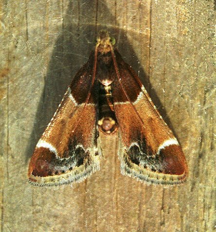 Meal Moth Pyralis farinalis