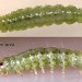 Late instar larva • Adswood, Cheshire • © Ian Smith
