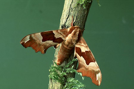 Lime Hawk-moth Mimas tiliae