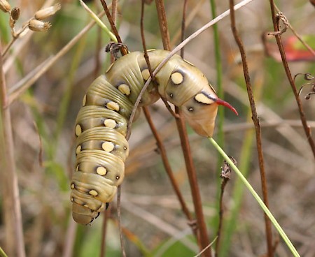 Bedstraw Hawk-moth Hyles gallii