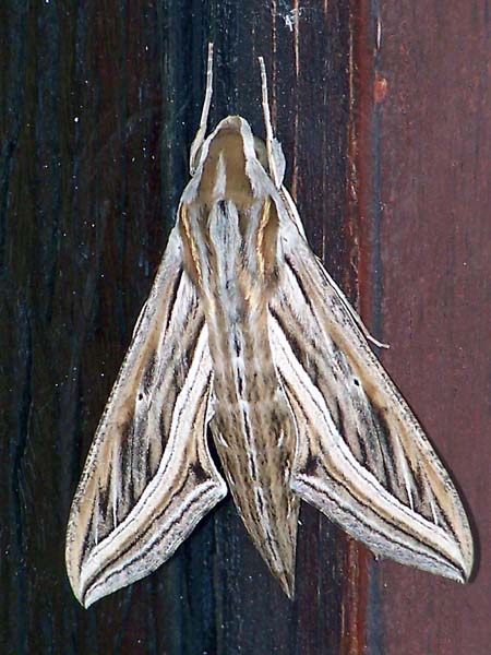 Silver-striped Hawk-moth Hippotion celerio