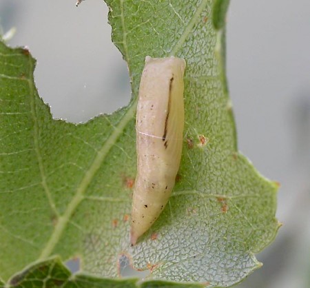 Birch Mocha Cyclophora albipunctata