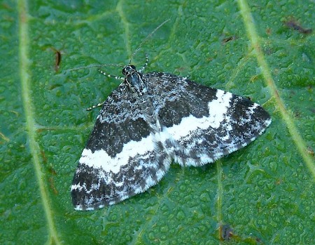 White-banded Carpet Spargania luctuata