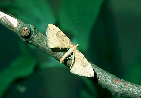 Barred Straw Gandaritis pyraliata