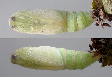 Barred Straw Gandaritis pyraliata