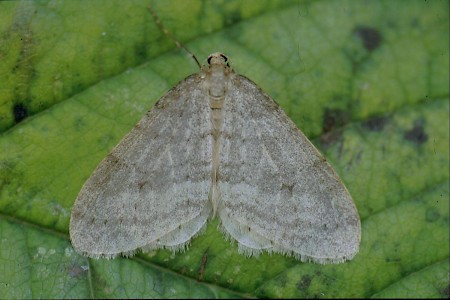 Northern Winter Moth Operophtera fagata