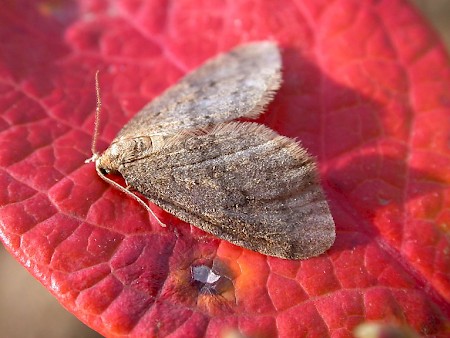 Winter Moth Operophtera brumata