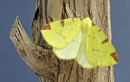 Brimstone Moth Opisthograptis luteolata
