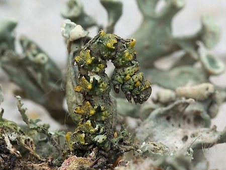 Brussels Lace Cleorodes lichenaria