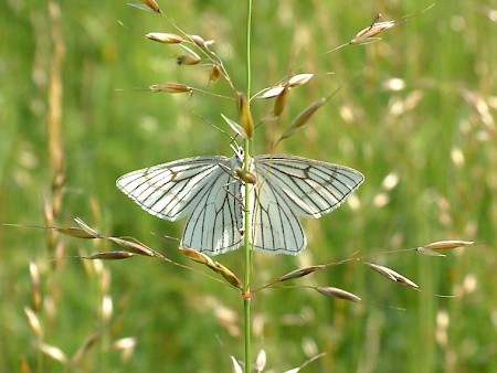 Black-veined Moth Siona lineata