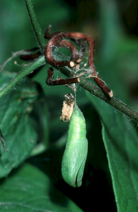 Small Emerald Hemistola chrysoprasaria