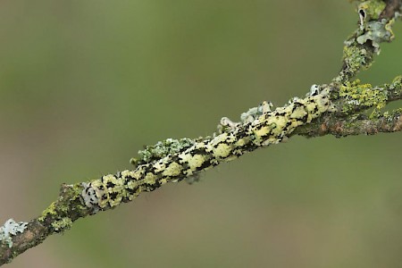 Beautiful Hook-tip Laspeyria flexula