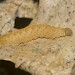 Larva • East Sussex • © Gareth Christian
