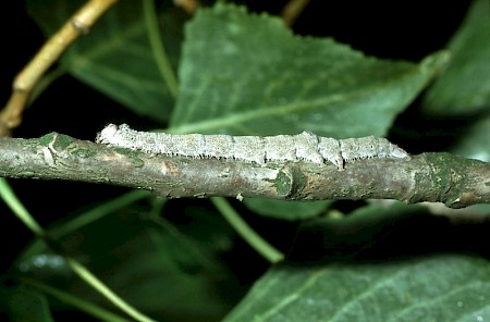 Clifden Nonpareil Catocala fraxini