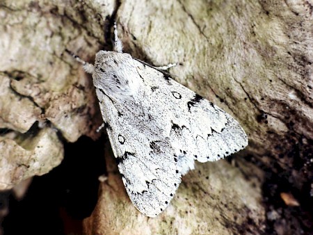 The Miller Acronicta leporina