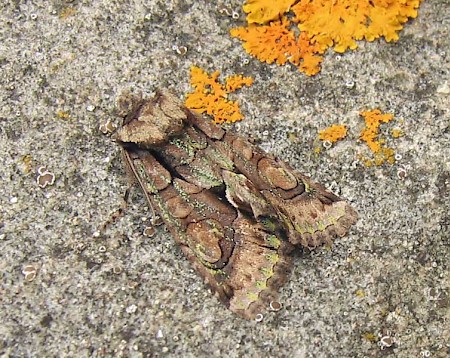 Green-brindled Crescent Allophyes oxyacanthae