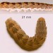 Larva 21 mm • May, ex Salix catkins. Lancs. Imago reared • © Ian Smith
