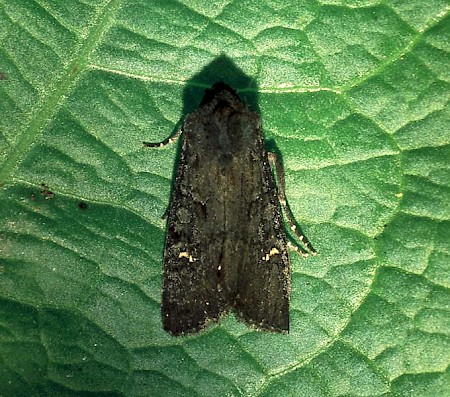 Black Rustic Aporophyla nigra