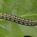 Larva • Gwynedd • © Tristan Bantock