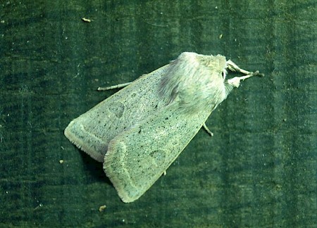 Powdered Quaker Orthosia gracilis