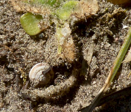 Larva • Chesil Beach, Dorset • © Megan Shersby
