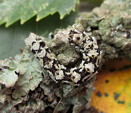 Larva - lichened form • East Ross, Scotland • © Nigel Richards