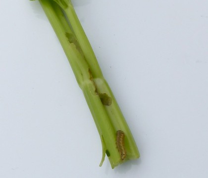 Larva • On organic celery, Swindon • © Steve Nash