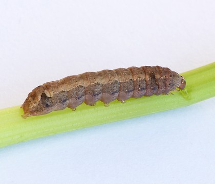 Larva • On organic celery, Swindon • © Steve Nash