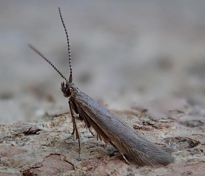 Adult reared from larvae swept from Calluna • Dartmoor, Devon • © Phil Barden