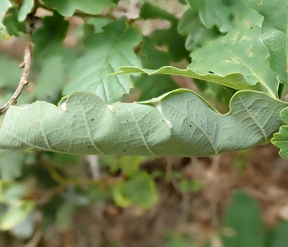 Larval leaf-fold on Quercus • West Devon • © Phil Barden
