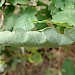 Larval leaf-fold on Quercus • West Devon • © Phil Barden