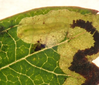 Larva showing cephalic ganglia • Bere Alston, Devon • © Phil Barden