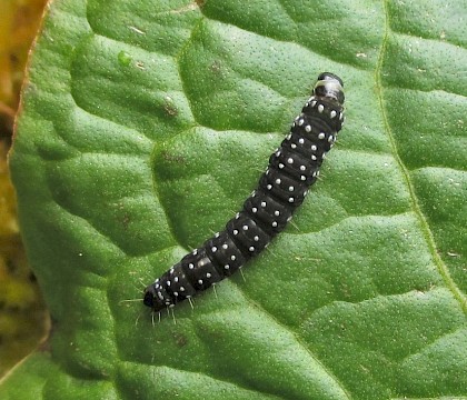 Larva • East Ross, Scotland • © Nigel Richards