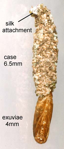 Lesser Lichen Case-bearer Dahlica inconspicuella