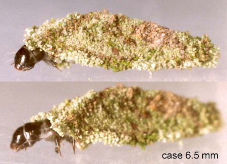 Lichen Case-bearer Dahlica lichenella