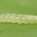 Larva • On Solanum, Abbotsbury, Dorset • © Ben Smart