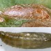 Pupa • from larva found in Solanum dulcimaria in August. Flintshire • © Ian Smith