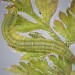 Final instar larva • Berrow, Somerset, on Anthriscus caucalis • © Bob Heckford