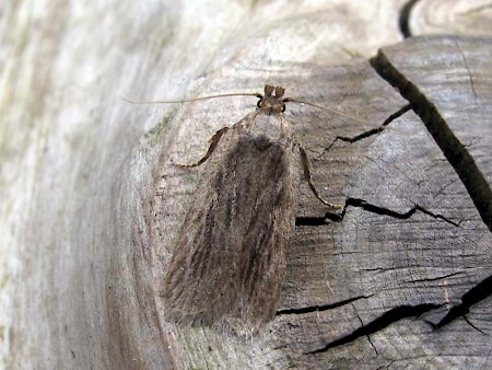 Parsnip Moth Depressaria radiella